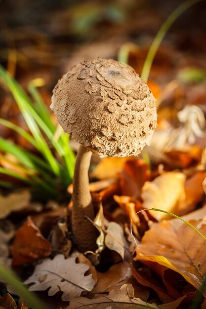 Parasol mushroom