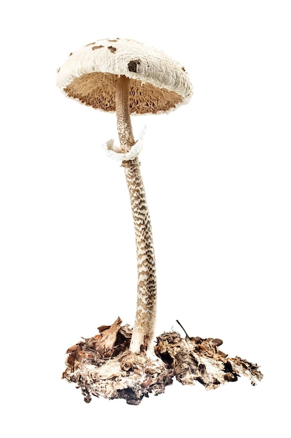 Parasol paddestoel