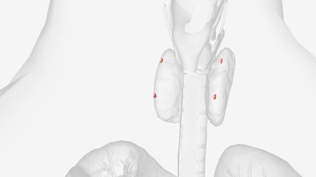 Photo the parathyroid glands lie behind the thyroid