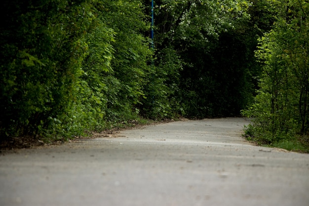 Parcours in het bos