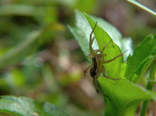 Photo pardosa spider or wolf spider hiding in green grass