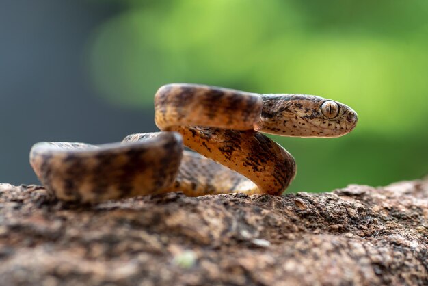 Pareas carinatus close-up hoofd Pareas carinatus klaar om aan te vallen