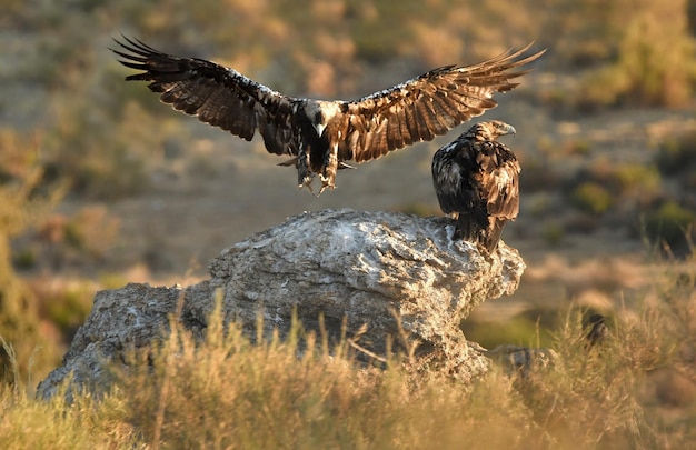 写真 pareja de aguilas imperiales al amanecer