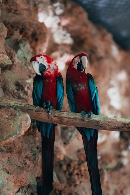 Photo pareja de guacamayos