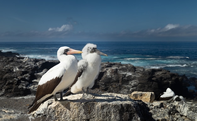 Parent and child Galapagos bird