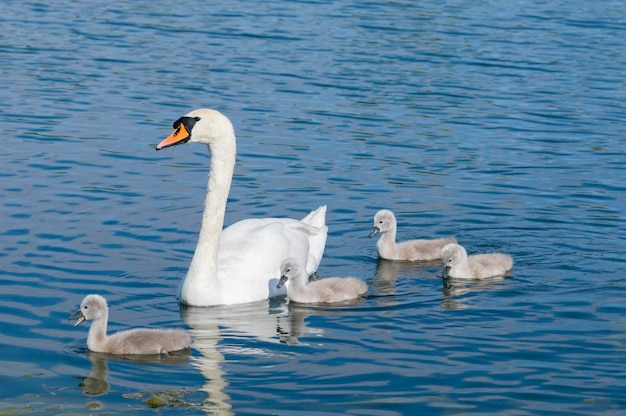 Cigno genitore con prole