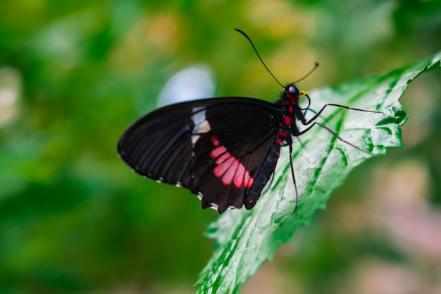 Parides iphidamas vlinder