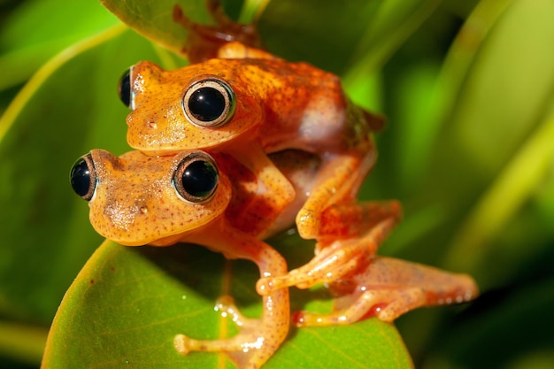 Foto paring van de boophis kikkers madagasvar