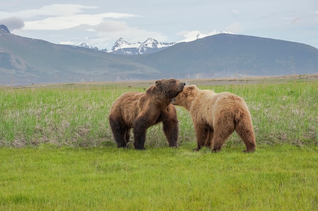 Paringsritueel voor bruine beren op het schiereiland alaska