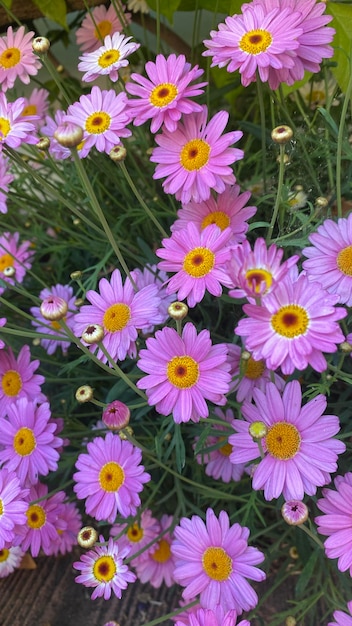 Paris daisy marguerite or marguerite daisya perennial plant known for its flowers