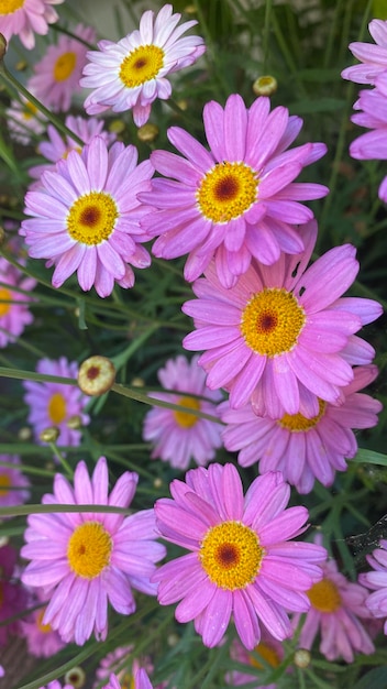 Paris daisy marguerite or marguerite daisya perennial plant known for its flowers