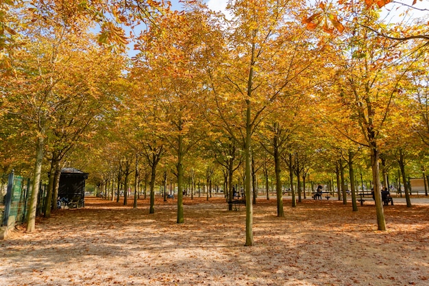 Paris France  September 26 2017 Autumn in Tuileries Garden public garden in Paris France