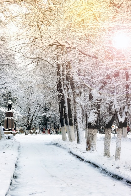 公園の路地の木道冬