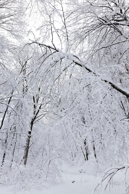 Park are covered with snow in winter