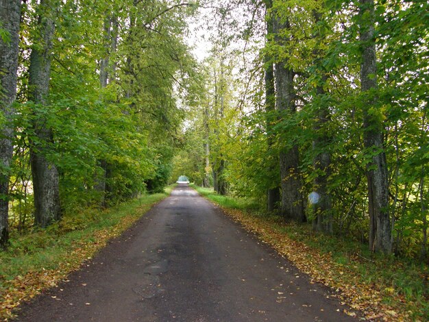 Осенняя аллея парка и дорога, уходящая вдаль. Ленинградская область, Россия.