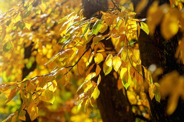 Park in autumn with beautiful autumn foliage