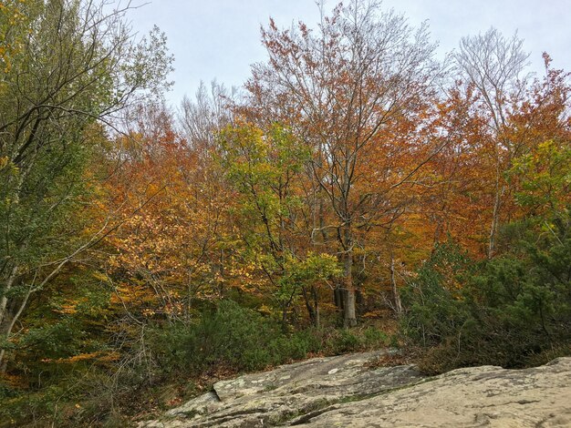 Park in autumn with colorful leaves