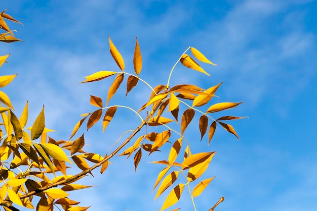 Park in autumn