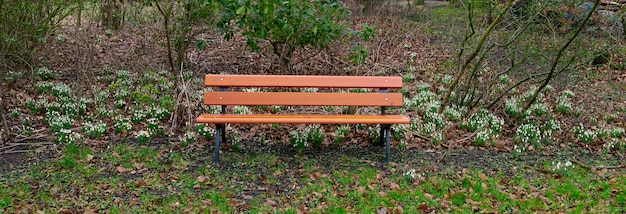 Park background of wooden bench with trees and snowdrop flowers growing in a field with green grass Wide copy space wallpaper of peaceful nature scene with quiet and empty seat outside in a forest