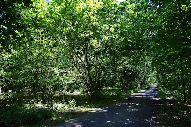 Park Belovezhskaya Pushcha in Belarus country