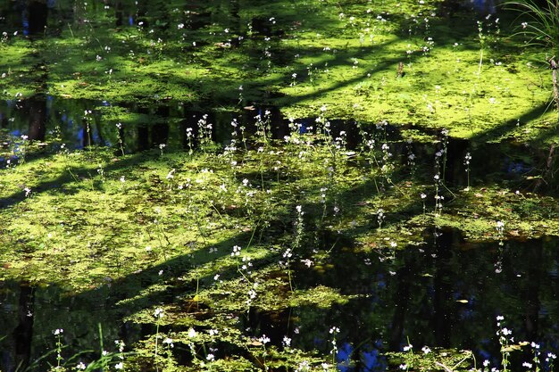 Foto park belovezhskaya pushcha in het land wit-rusland