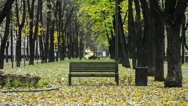 Парковая скамейка у деревьев в лесу осенью