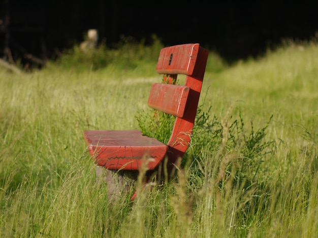 Photo park bench in the forest