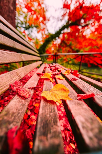 Park bench in monza covered with leaves in autumn