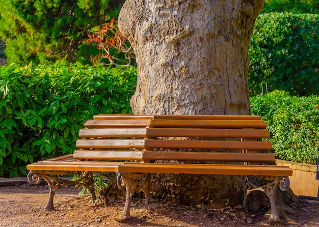 A park bench under an old tree.