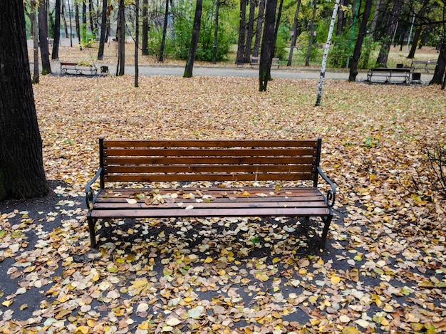 A park bench among yellow leaves.