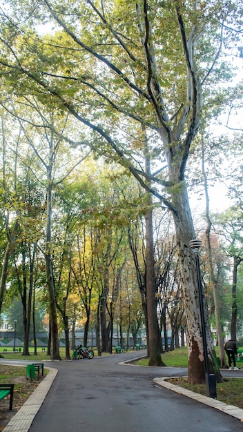 高い緑の木々と湿った地面、ベンチ、モルドバのあるキシナウの公園