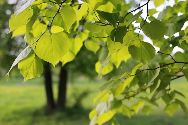 Park in the city, young sprouts of trees in the spring