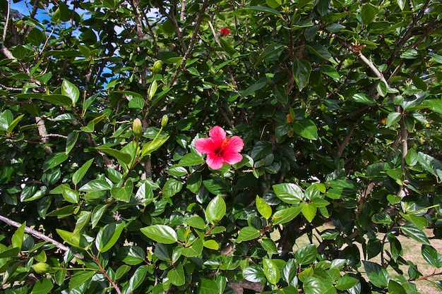 The park in Colonia del Sacramento, Uruguay