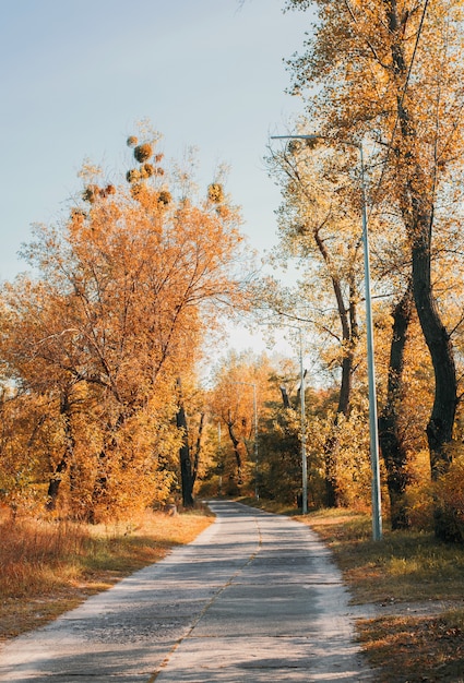 Park en gele en groene bomen. Het begin van de herfst. weg naar afstand en blauwe lucht.