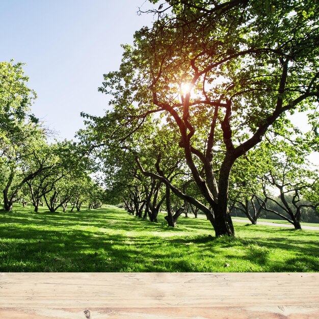 Park forest ecology background summer nature landscape