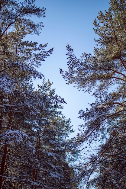 in the Park and forest Trees covered with snow 