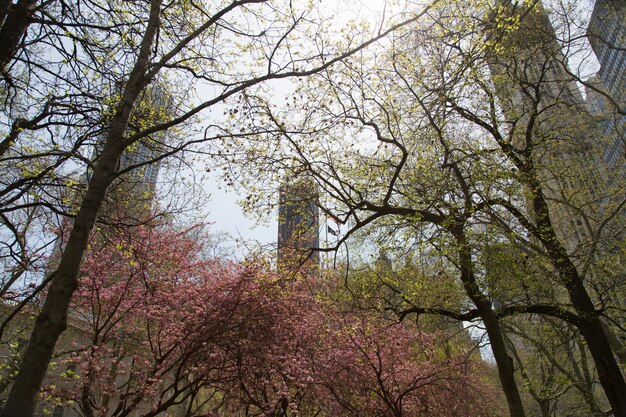 Park in New York City