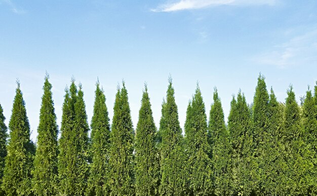 Photo park landscape design background with copy space, backyard with thuja trees and sky.