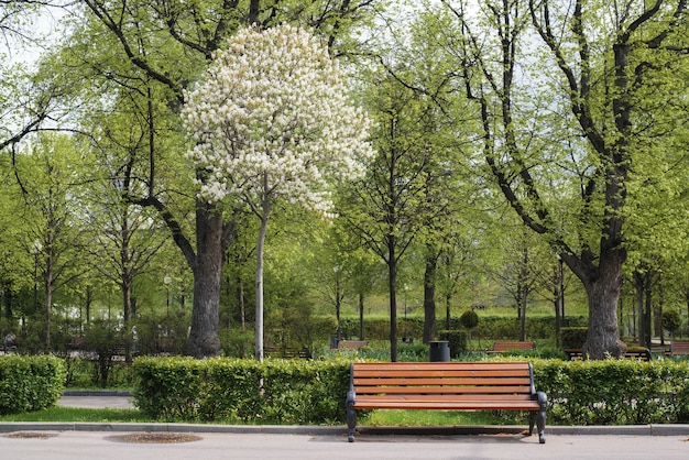 Park landscape, front side. Wooden bench, flowering tree and ornamental green bushes. White flowers on a tree in a city garden on a sunny warm day. Natural tranquility scene