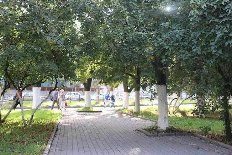 Фотография парк листья солнца