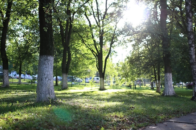 Park leaf sun