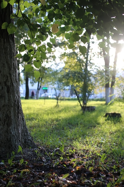 Park leaf sun