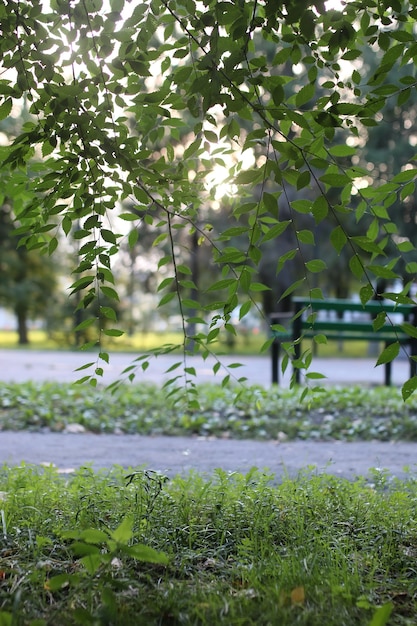 Park leaf sun