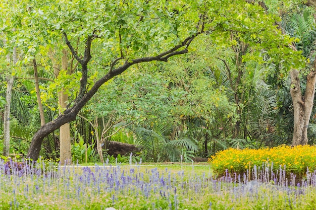 Park met bomen en gras