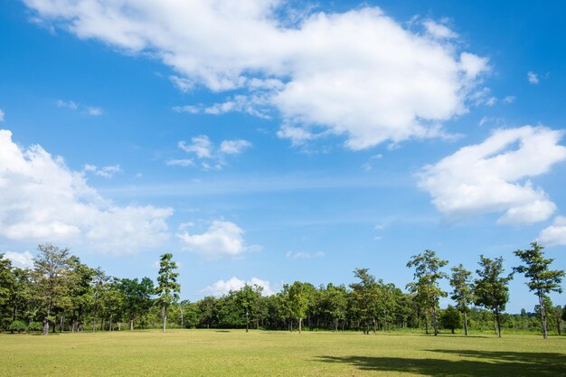 Park met groen grasveld