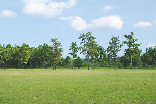 Park met groen grasveld