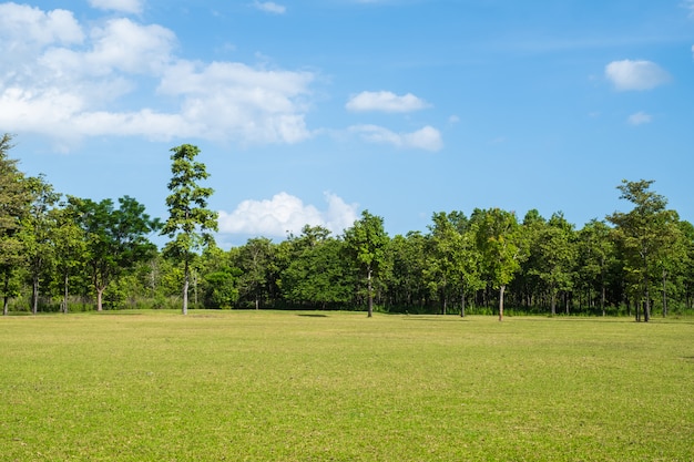 Park met groen grasveld