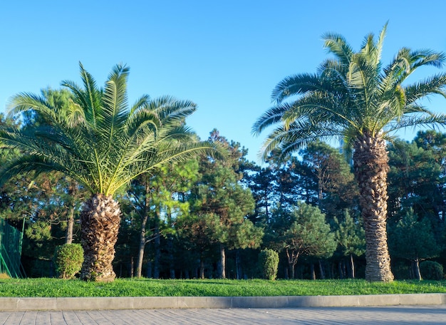 Park met palmbomen Steegje in het park van de zuidelijke stad Batumi Mooie groene ruimten