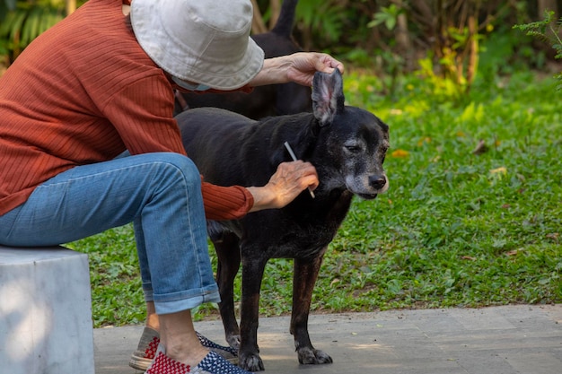 Photo park old man old dog combing hair