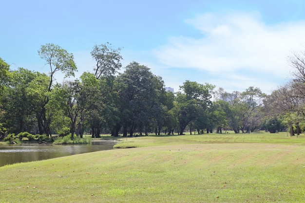Park openlucht met blauwe hemel en groene bomen